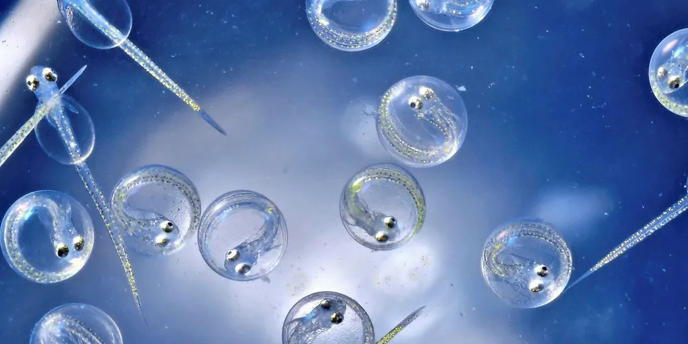 Norwegian start-up Molofeed has developed a larval feed for marine finfish and shrimp based on micro-encapsulation technology.