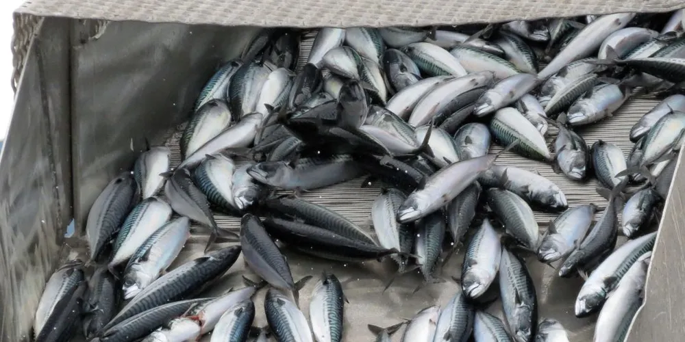 Det meste av årets makrell er fisket i Nord-Norge, men for de små båtene har det vært et "rart år" på makrellfisket. Illustrasjonsfoto: Jon Eirik Olsen