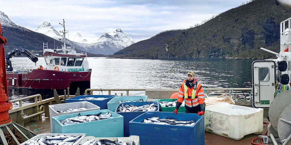 DØD LAKS: Kasse på kasse med død laks heises opp på kaia på landbasen til Northern Lights Salmon i Balteskard i Sør-Troms, etter at dødelige alger har tatt livet av flere hundre tusen laks.