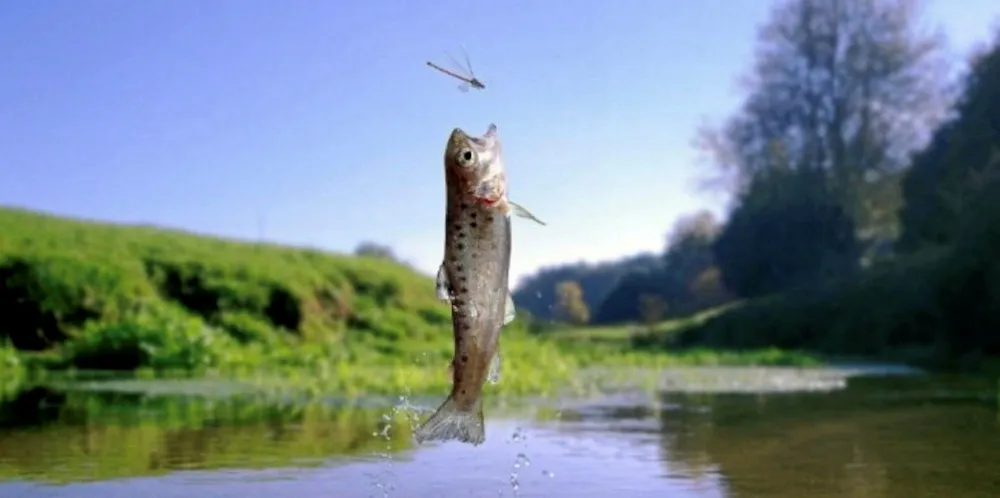 Innovafeed, French insect feed producer receive sustainability certifications.