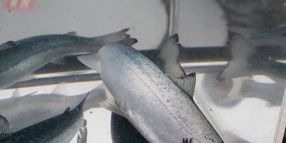 Norwegian smolt producer ups profit, turnover
