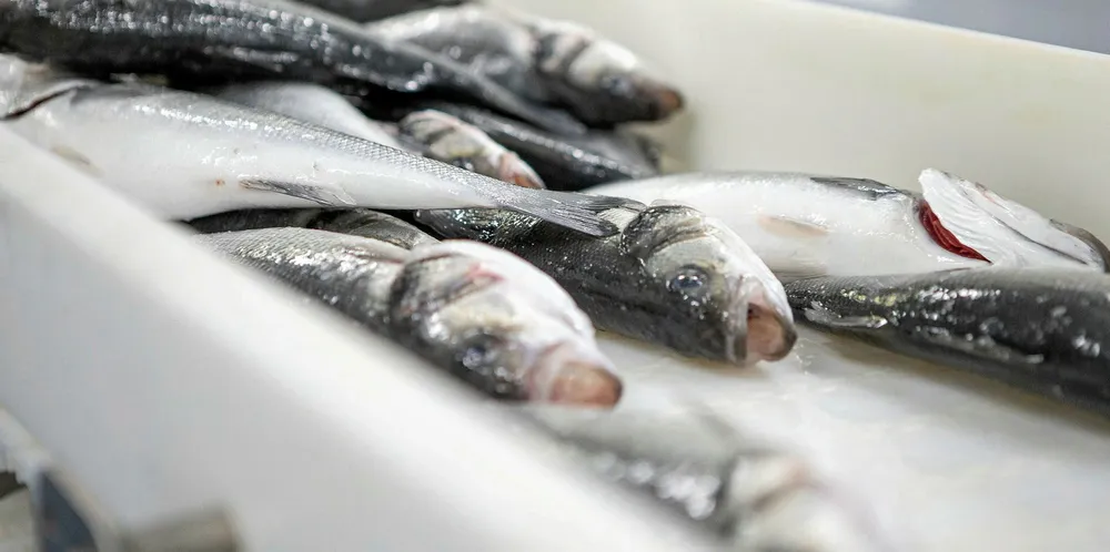 Spanish seabass producer hopes new strategy will help it avoid past pitfalls