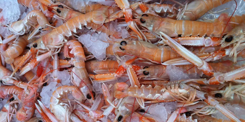 Shellfish processor hooks Young's veteran, eyes vessel investments