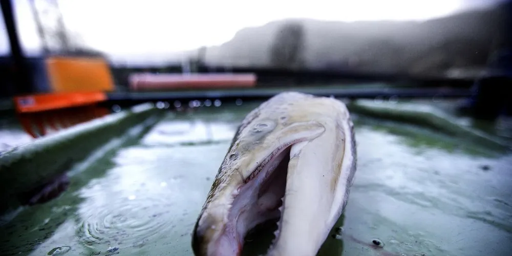Fiskeridirektoratet har forsatt ikkje lokalisert kjelda til rømmingen i Sunnhordland. Illustrasjonfoto: Linda Næsfeldt