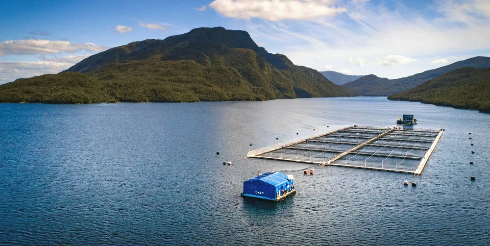 Verlasso is using trimmings from production of these fish to give our salmon the nutrients that they need to grow, along with our omega-3-rich natural algae.