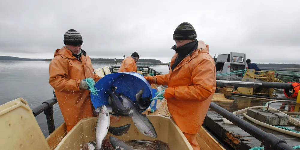 Photo: Russian Aquaculture