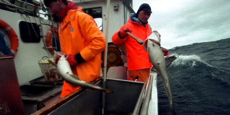 Jittery cod market expected to 'normalize' in coming weeks