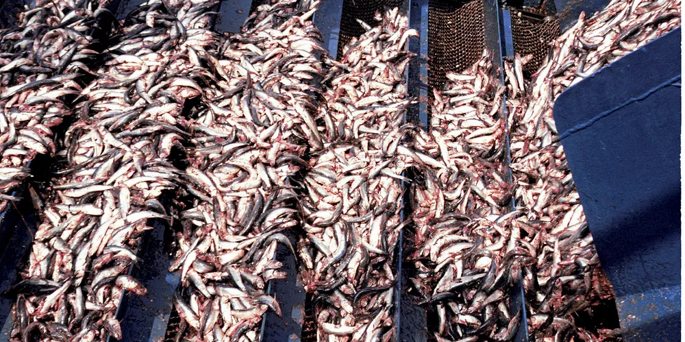 Anchovies.