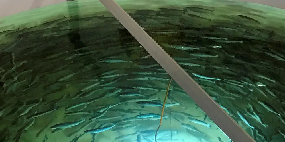 Salmon swim in tanks at Fish Farm LLC in Dubai.