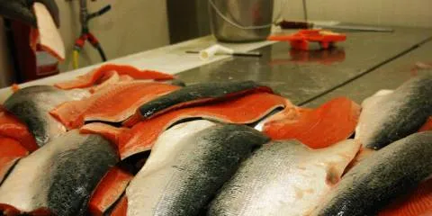 Salmon spot prices to rise