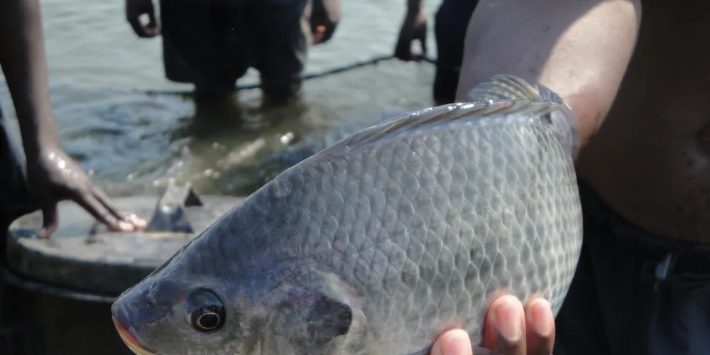 New England plans to triple UK African tilapia sales