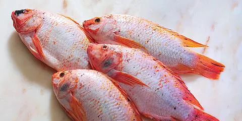 Marine Harvest tests tilapia in United States