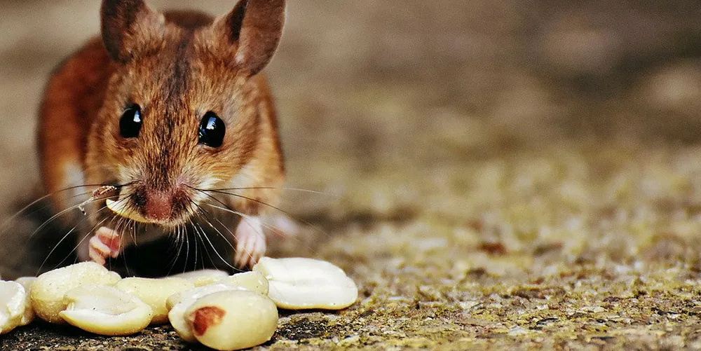 Fish oil again? PETA says rodent tests for the impacts of omega-3s on human health are misleading.