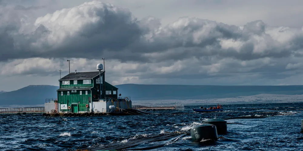 Who is the most profitable salmon producer in Chile?