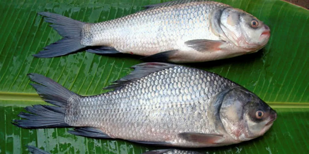 The commercially important katla fish is one of the species farmed in the integrated livestock/agriculture model.