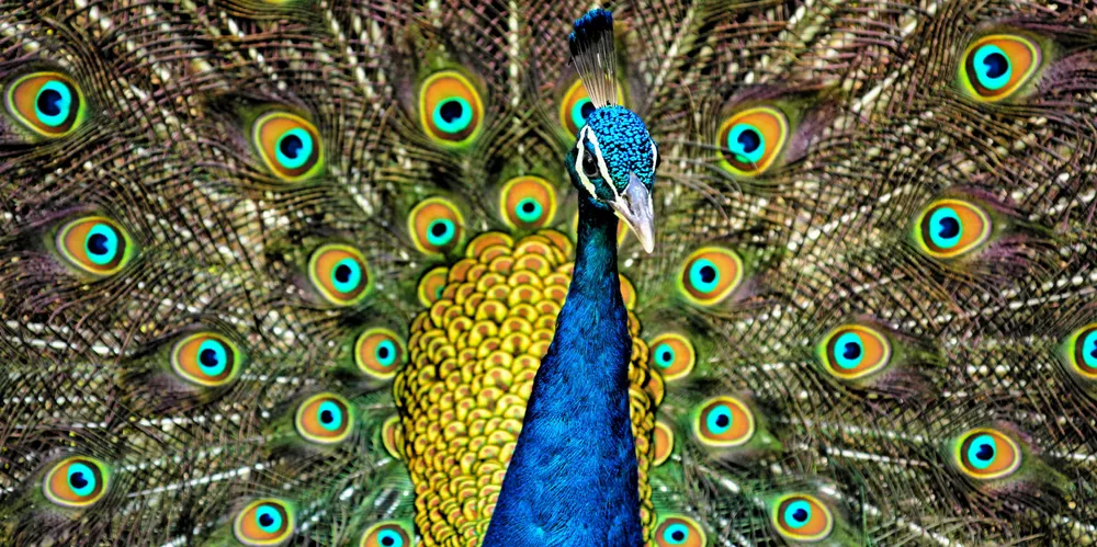 Tysers compared Streamship Mutual to a peacock, "proud with an occasional excellent display."