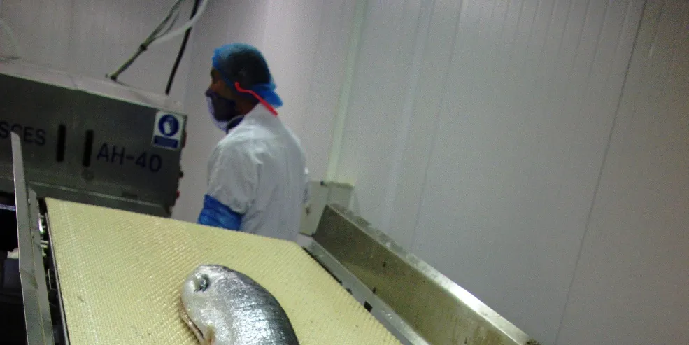 Salmon prices rise