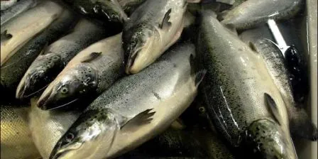 Drop in salmon prices sees brisk business on Fish Pool