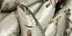 Is farmed salmon already sustainable?