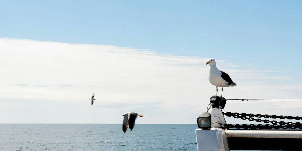 MATTILGANG: Skal den siste rest av fiskeavfall som sjøfuglene fortsatt nyter godt av, tas fra dem for profitthensyn? Spør Jenny Rolness i organisasjonen Dyrenes Rett.Foto: Kjersti Kvile