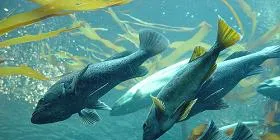 Next big thing in salmon slaughter?