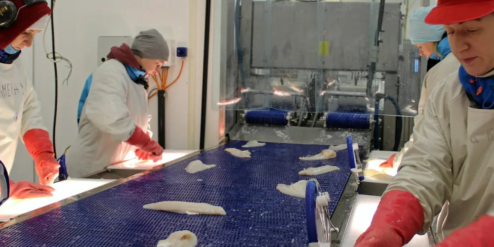 De ansatte på Træna Seafood AS har hatt rikelig å jobbe med i januar i år. Godværet den siste tiden har gitt full utror og godt med fisk til anlegget i Træna.