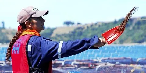 Analyst: PE bid puts Marine Harvest under pressure