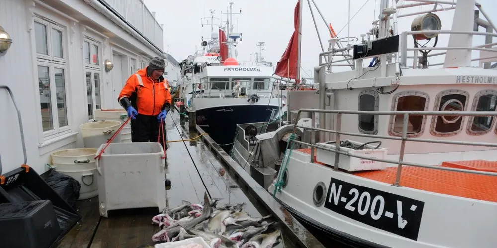 Holger Pedersen fra Hennignsvær har tatt unna litt av fangsten til eget bruk. «Hestholmen». Foto: Kjersti Kvile