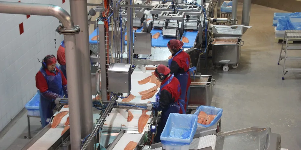 Nordlaks filleting factory.