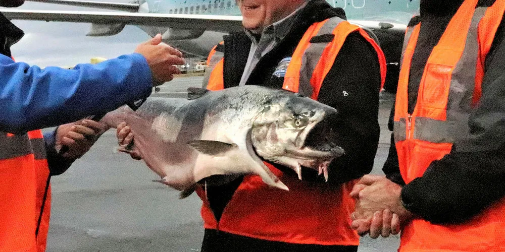 The first 18,000 pounds of fresh Copper River salmon arrived in Seattle via an Alaska Airlines plane.