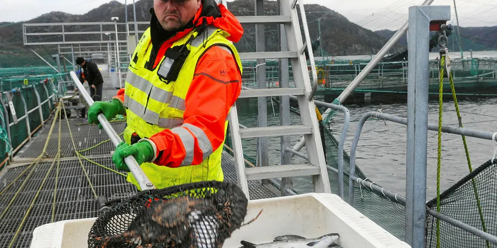 Global salmon production is holding up in difficult circumstances.