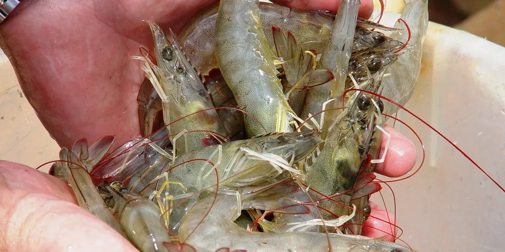 Maruha Nichiro sells loss-making Malaysian shrimp farm