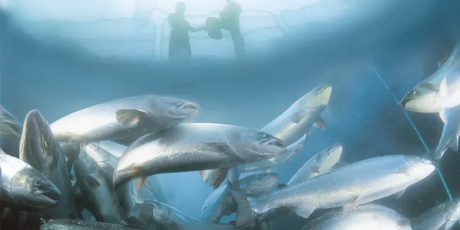 Over 1.5 million Marine Harvest Chile salmon seized