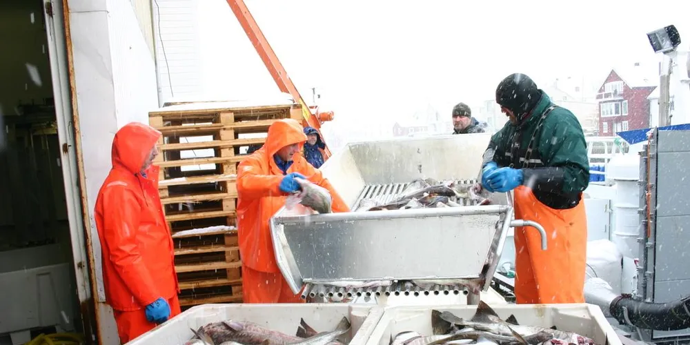 Torsk leveres fra brønnbåt i Henningsvær. Illustrasjonsfoto: Geir Bjørn Nilsen