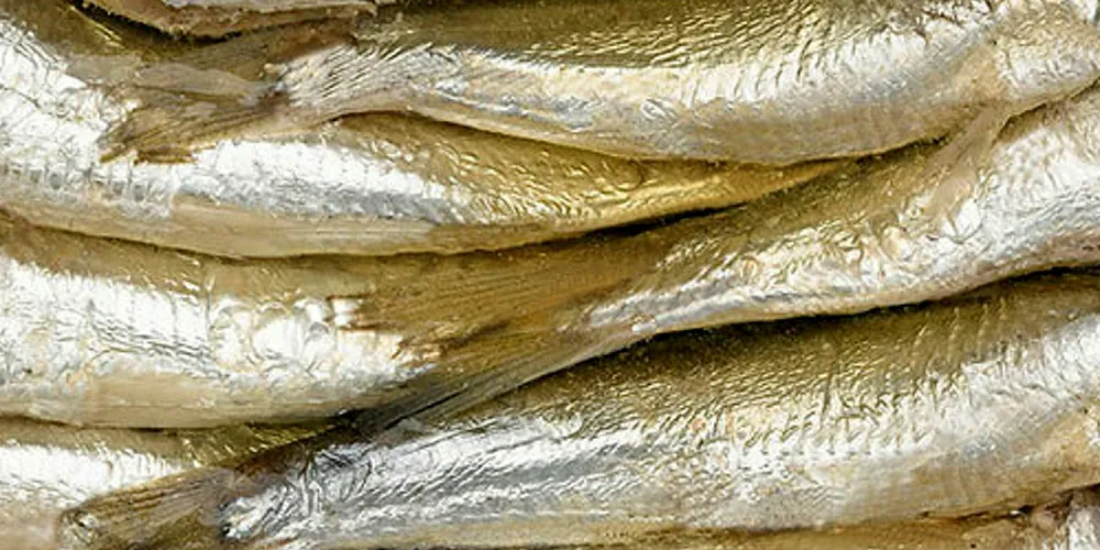 Tough EU canning market forces Faroese business out of processing