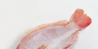 Feed firm bets on Africa tilapia growth