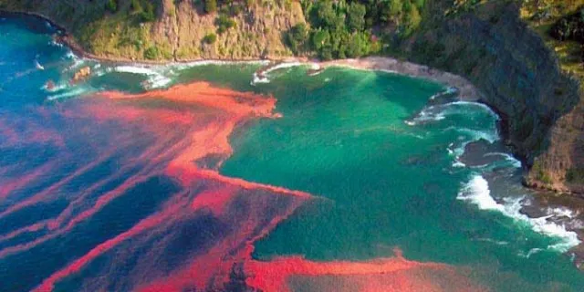 Expert: Chile's salmon sector hasn't seen the last of harmful algal blooms
