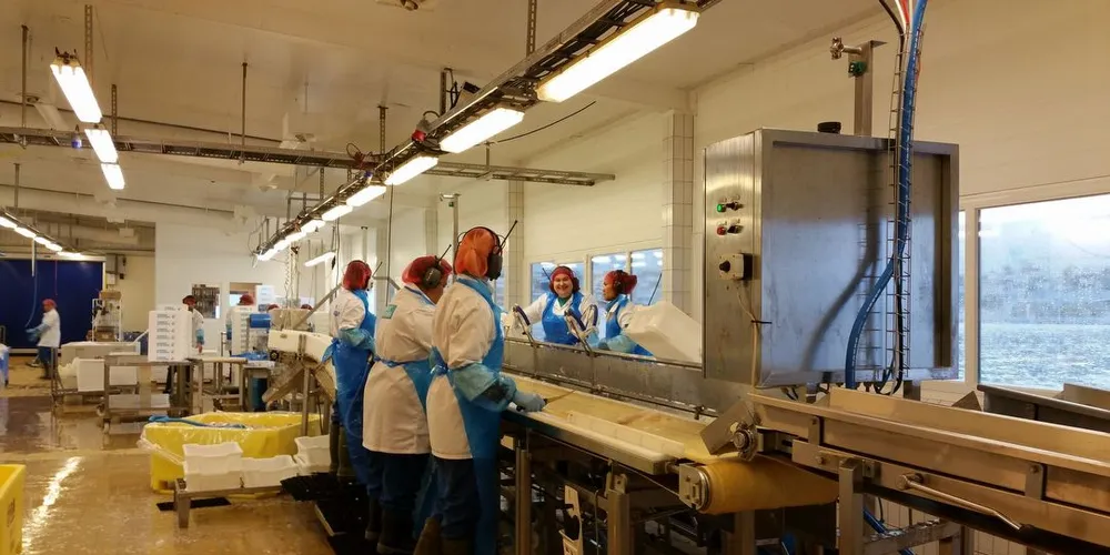 Det er høysesong ved Norway Seafoods anlegg i Kjøllefjord, og produksjonsmessig ligger de godt i rute med filet og loins. Foto: Kjetil Persen