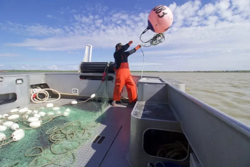 Bristol Bay fishing is coming online.