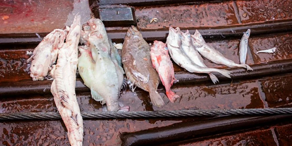 Fisk frå magen til håkjerringa Foto: Elvar H. Hallfredsson, Havforskingsinstitttet