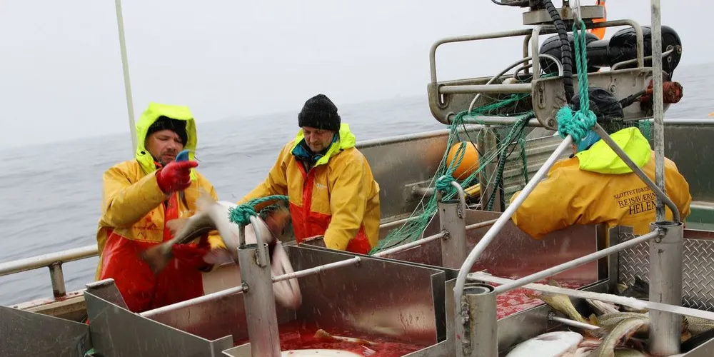 Fiskeribladet.no sender direkte video fra båten «Helena» på fiskefeltet i Finnmark. Foto: Arne Fenstad.