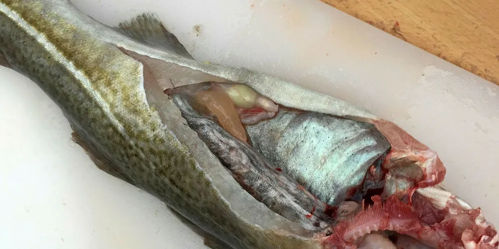PARASITT: Kveis, eller rundorm, setter seg som oftest på fiskens innvoller.
