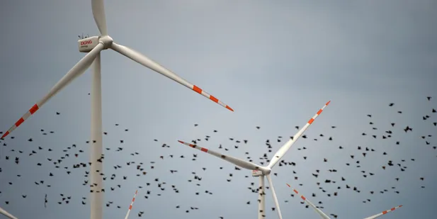 Birds and turbines: not such a bad mix after all