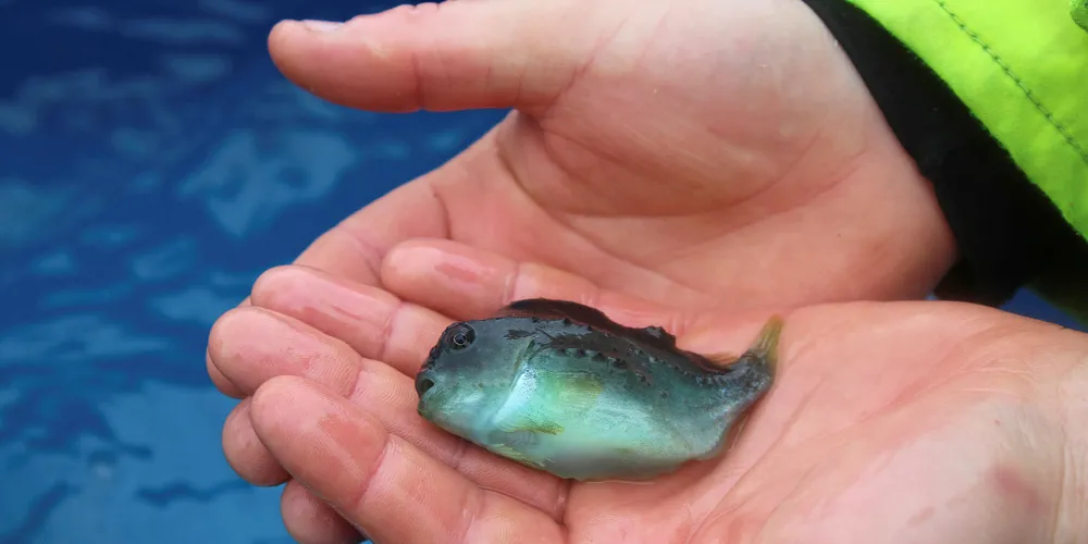 AquaGen touts milestone in lumpfish research