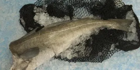 Ocean Trawlers settles claim for $5.5 million