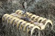 Feedstock: harvested sugar cane in Brazil