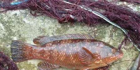 Marine Harvest closer to farming lice-eating fish