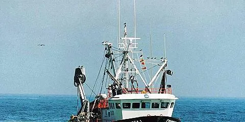 Jack mackerel 'fiasco'