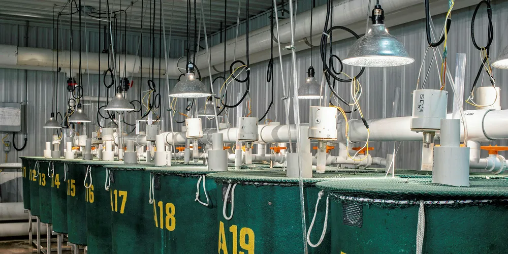 AquaBounty early growout tanks