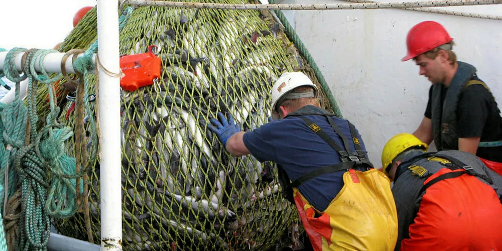 The Northeast Arctic saithe fishery is one Norway manages alone without negotiations with other countries.